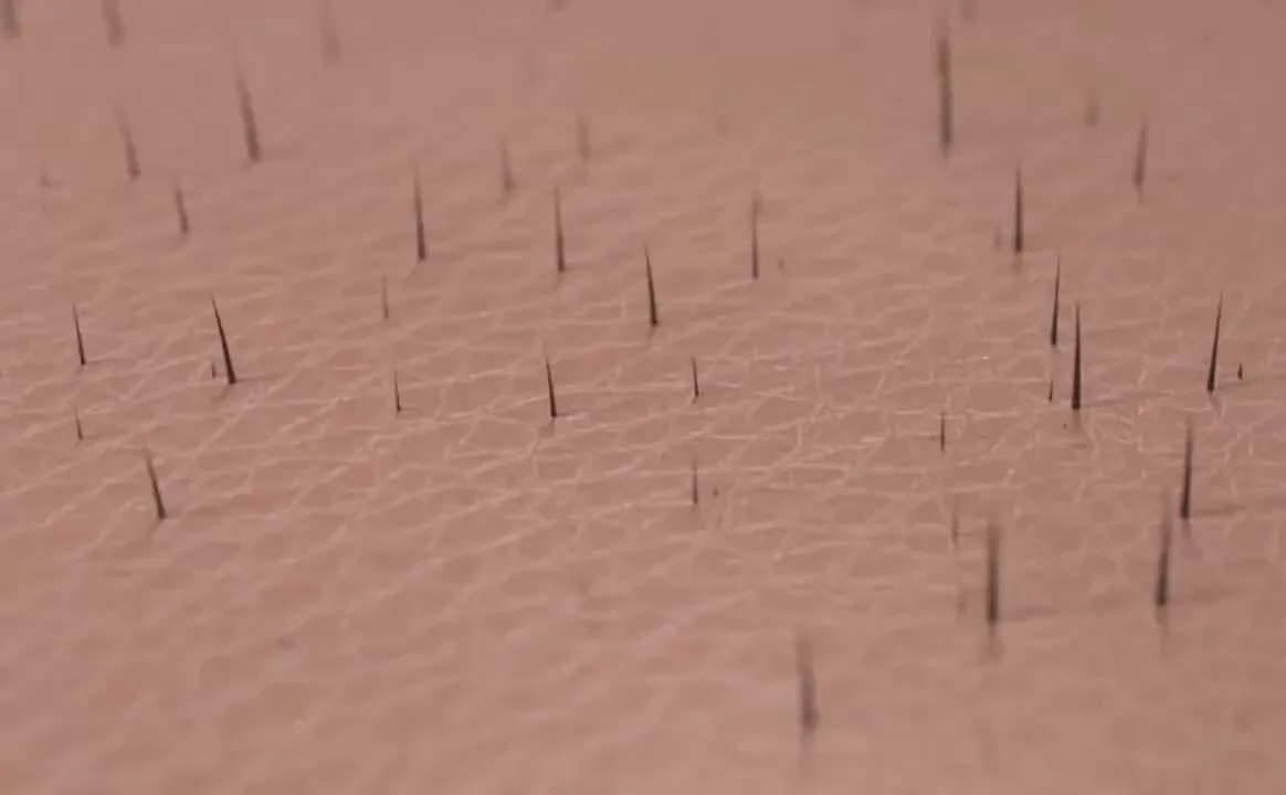 Timeline showing stages of hair growth improvement over 90 days