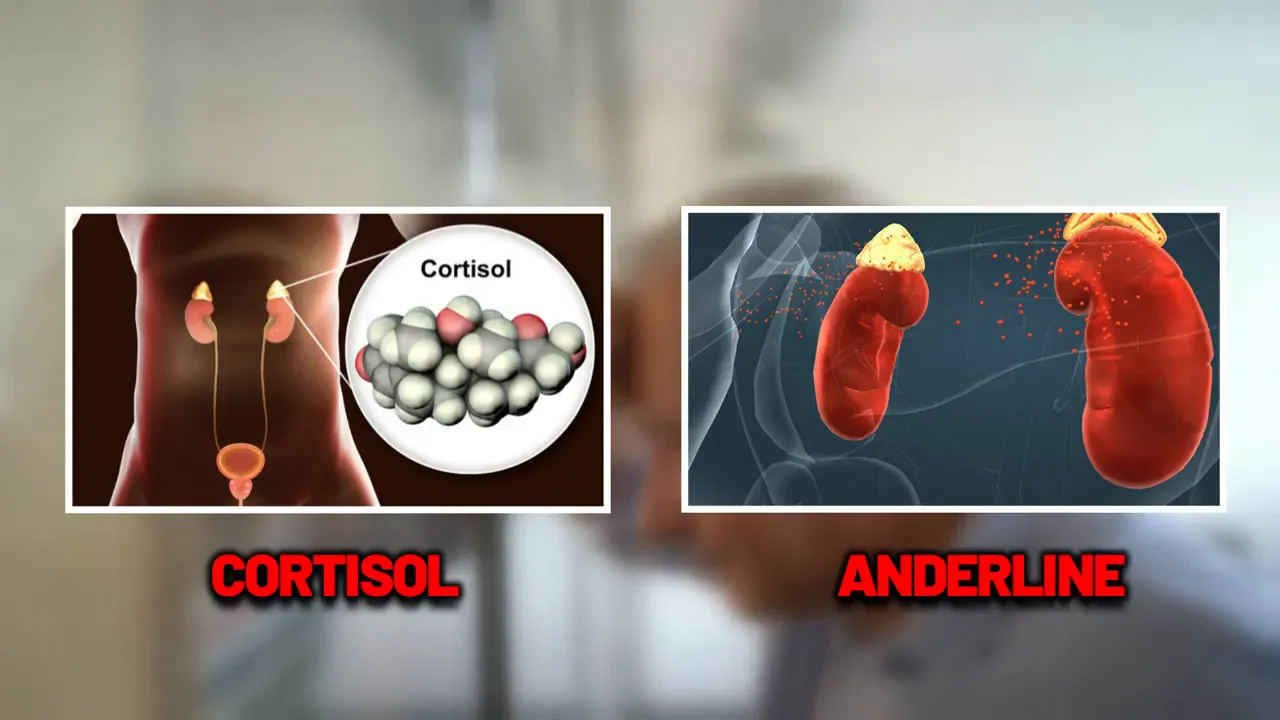 Hormones cortisol and adrenaline released during stress