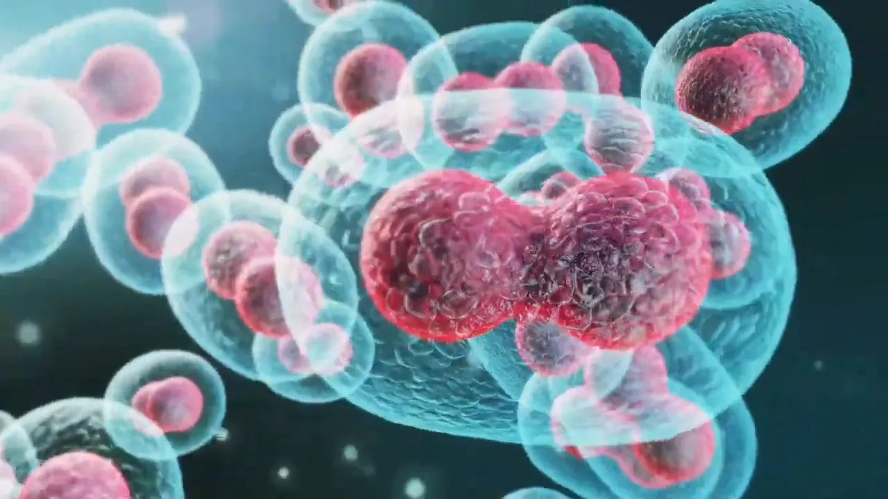 Stem cells in bone marrow generating new blood cells