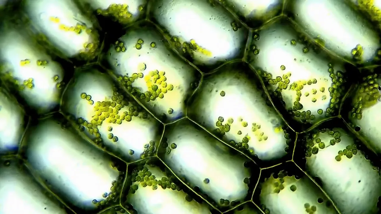 Healthy cells producing energy efficiently