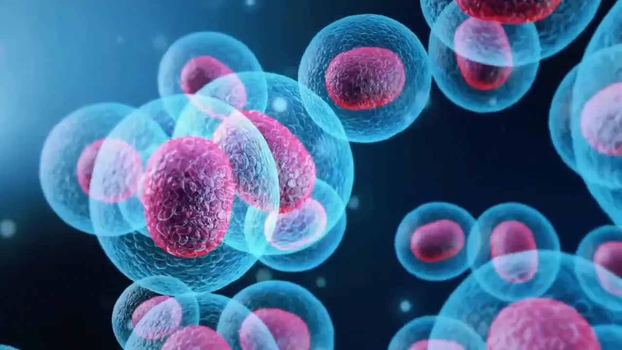 Illustration of stem cells differentiating into various specialized cells