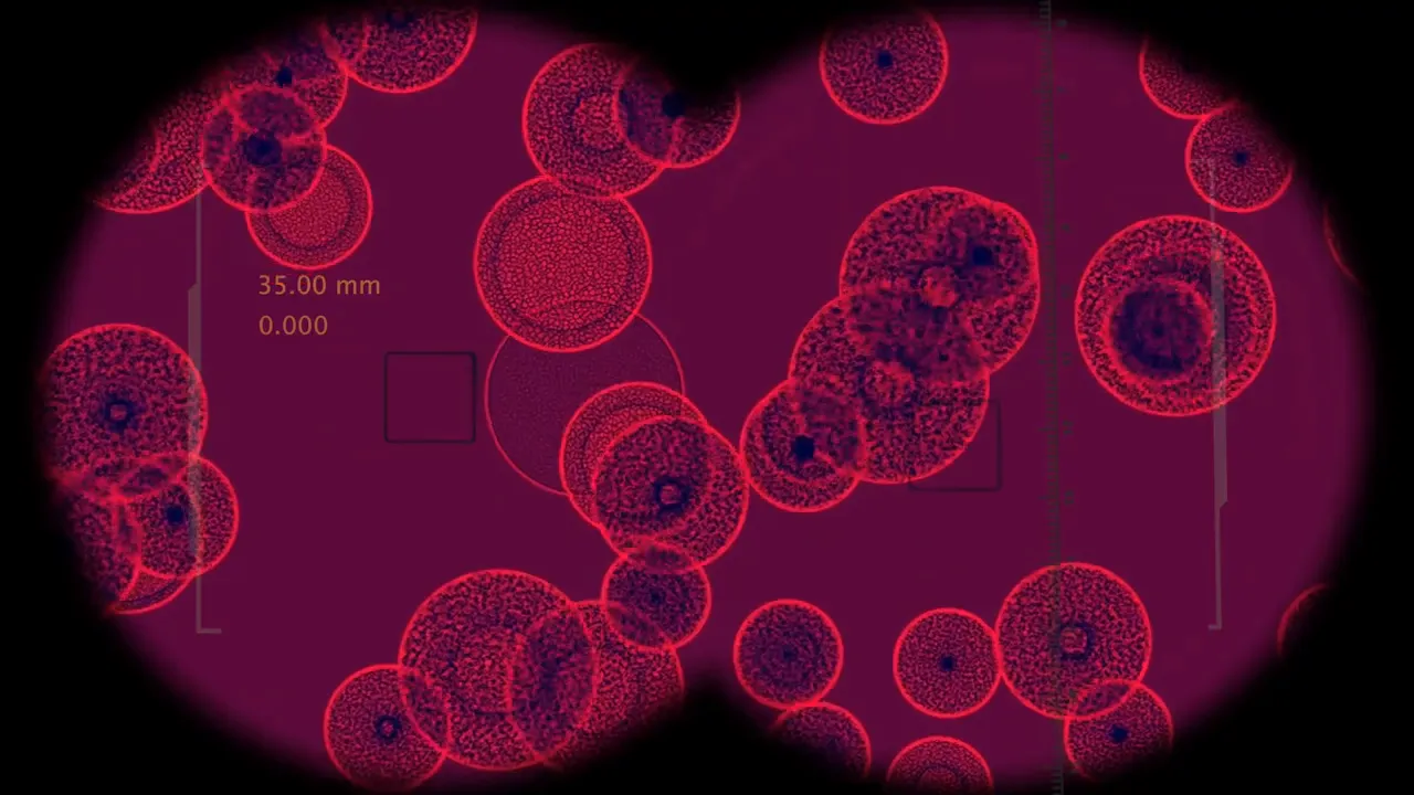 Journey towards cellular health and healing